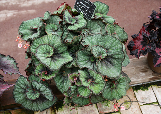 B. ‘Dendenmushi’